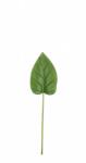 Bizzotto Set 24 frunze Cala artificiala 19x72 cm (0170733)