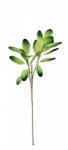 Bizzotto Set 12 crengute artificiale verzi 38x91 cm (0170134)