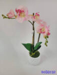  Cserepes gumi orchidea 2 ágú - Rózsaszín