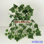  Futó bokor - Borostyán leveles tarka