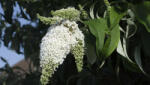  Fehérözön nyáriorgona - Buddleja davidii 'White Bouquet' - Konténeres