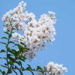  Fehér virágú selyemmirtusz - Lagerstroemia indica 'Natchez' - Konténeres