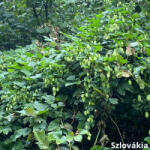  Vadkomló - Humulus lupulus - Konténeres