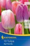 kiepenkerl Tulipa Big Pride Mischung Darwin-hibrid tulipán virághagymák