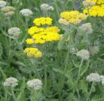  Achillea 'Moonshine' évelõ cickafark 14 cm cserépben