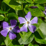  Nagy meténg - Vinca major - Konténeres