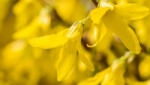  Marée d'Or törpe aranyvessző - Forsythia viridissima 'Malée d'Or' - Konténeres