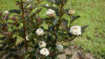  Vörös lombú hólyagvesző - Physocarpus opulifolius 'Summer Wine'® - Konténeres