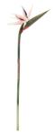 Bizzotto Set 12 Sterlizia artificiala verde roz 4x23x98 cm (0170676)