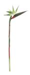 Bizzotto Set 12 Sterlizia artificiale verzi 4x23x98 cm (0170673)