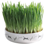 TRIXIE Bol Ceramica 15*45cm cu Seminte de Orz pentru Iarba 50g