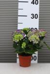 Ragyogás IM Kft Kerti Hortenzia Ningbo-hydrangea Macrophylla Ningbo