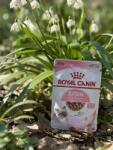 Royal Canin CSOMAGAJÁNLAT (11+1) Royal Canin Kitten gravy alutasakos 12x85g