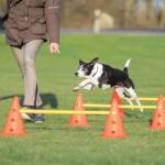 TRIXIE Dog Activity agility akadálypálya szett (Tartalom: 6 bólya, 3 rúd; Méretek: Ø23cm x 30/78cm)