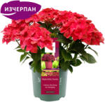 Magical® Ruby Tuesday Magical® - Хортензия Мacrophylla