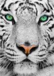 Enjoy 1257 - White Siberian Tiger - 1000 db-os puzzle
