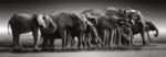 Clementoni - Puzzle Herd of Giants panoráma - 1 000 piese