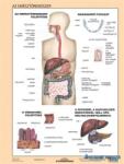 STIEFEL Tanulói munkalap, A4, STIEFEL "Az emésztőrendszer (VTM59) - kecskemetirodaszer