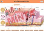 Comenius A bőr felépítése (CM-1306)