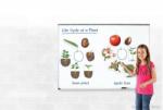 Learning Resources A növények fejlődése (mágneses) (LR-LER6045)