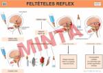 Comenius Feltételes reflex (CM-1317)