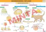 Comenius Idegrendszerek, reflexek (CM-1360)