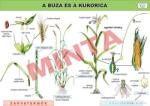 Comenius A búza és a kukorica (CM-1265)