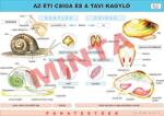 Comenius A Tavi kagyló és az Éti csiga (CM-1220)