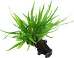 Tropica Microsorum pteropus 'Narrow' tapadókoronggal - 1 db