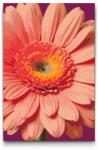  Festés számok szerint - Gerbera Méret: 20x30cm, Keretezés: Kartonlemezen
