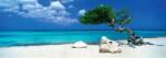 Heye - Puzzle Alexander von Humboldt: Divi Divi - 1 000 piese Puzzle