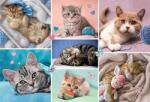 Trefl - Puzzle In the catss world 100 - 100 piese