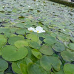 Sun-Life Békatutaj (Hydrocharis morsus-ranae) (TNBTUTAJ)