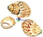 Szer-Ber Csigaház - okosgazdi - 349 Ft