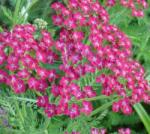  Achillea millefolium 'Cassis' közönséges évelõ cickafark 14 cm cserépben
