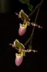  Direct Vision orchidea eszencia
