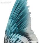 Becoming Animal A Distant Hand Lifted