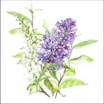 Szalvéta - Lilac white