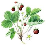  Szalvéta - szamóca