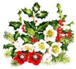  Szalvéta Helleborus and ilex
