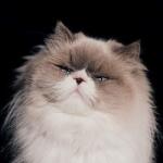 Ayano, Kaneko SANSAN