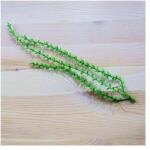  Zöld futó, hossza: 22 cm, levélke mérete: 5x2 mm