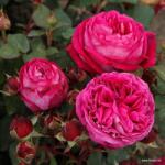 Kordes® Роза Freifrau Caroline® - Parfuma® (Kordes®)