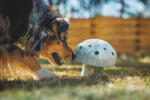 Ruffwear Jucarie Ruffwear Porcini - Gray Sky