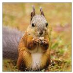 Ambiente Mókusos szalvéta - Squirrel (VR-13317725)