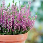  Csarab (Calluna Vulgaris) vegyes színekben, 10 cm-es cserépben
