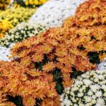  õszi krizantém (Chrysanthemum), 17-19 cm-es cserépben, több színben