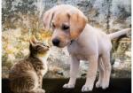 Bluebird Puzzle 90335 - Kitten and Puppy - 500 db-os puzzle