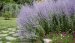  Kékvirágú sudárzsálya - Perovskia atriplicifolia 'Blue Spire' - Konténeres