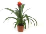  Guzmania bromélia 12 cm-es cserépben, 30/40 cm